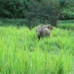 Chiang Mai: Doi Inthanon Park Hiking & Elephants Sanctuary - The Sum Up