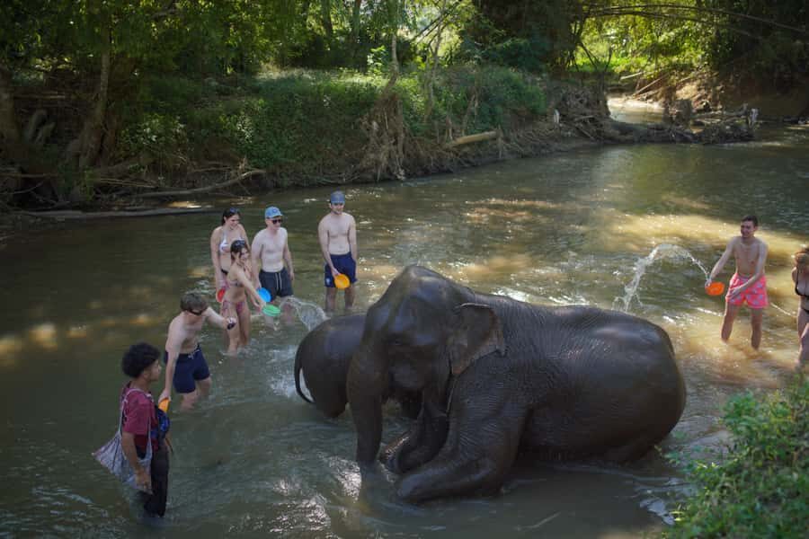Chiang Mai: Elephant Care Mae Win&15 Ziplines-Tribe-Coffee - Introduction: Why This Tour Stands Out
