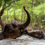 Chiang Mai: Elephant Dream Project Sanctuary - Full Day - An In-Depth Look at the Tour Experience