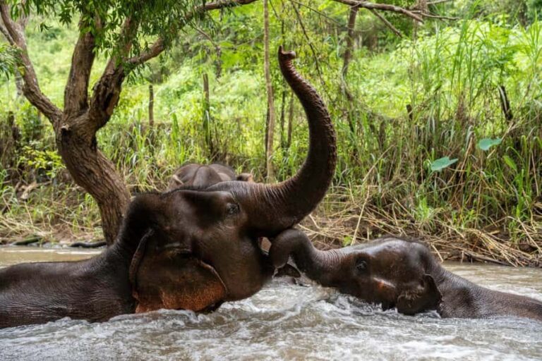 Chiang Mai: Elephant Dream Project Sanctuary - Full Day - An In-Depth Look at the Tour Experience