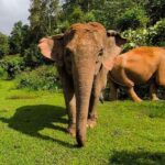 Chiang Mai: Elephant Observation & Wang River Bamboo Rafting - Practical Tips for Making the Most of Your Day