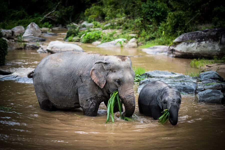 Chiang Mai Elephant Recovery Center, Doi Inthanon and Hiking - A Day in Chiang Mai: What to Expect