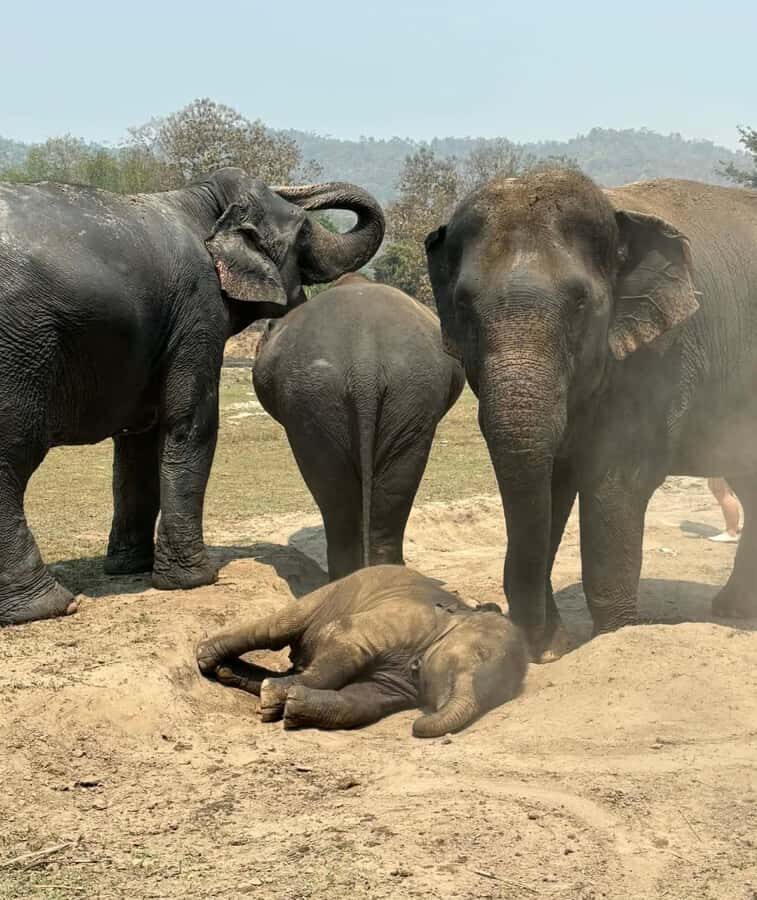 Chiang Mai Ethical Elephant Experience (Half Day) - Who Is This Tour Best For?