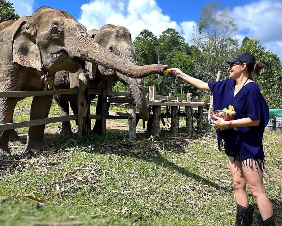 Chiang Mai : Ethical Elephant Sanctuary and ATV Adventure - What Makes This Tour Valuable