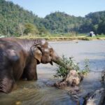 Chiang Mai Half-Day: River Tubing & Waterfall Slide - The Sum Up