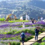 Chiang Mai: Mon Jam Flower Hills, Alpaca Cafe & Dantewada - What Makes This Tour Stand Out