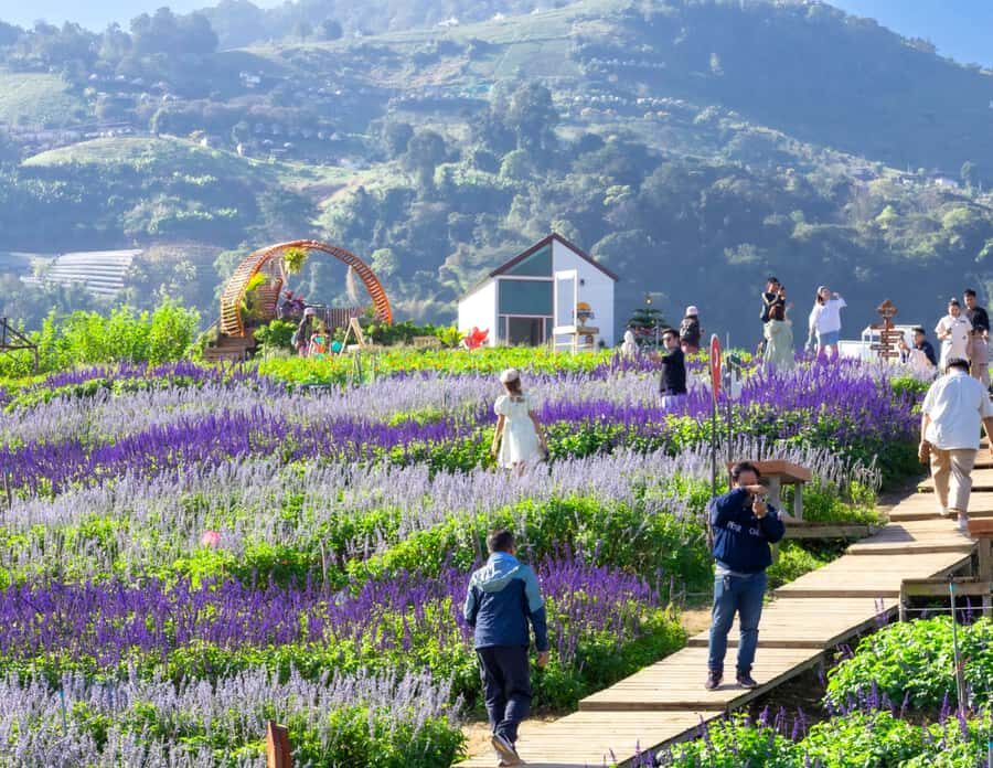 Chiang Mai: Mon Jam Flower Hills, Alpaca Cafe & Dantewada - What Makes This Tour Stand Out