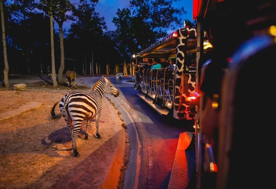 Chiang Mai Night Safari: Flexible Pickup, Ticket & Transfers - Final Thoughts