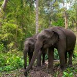 Chiang Mai: Overnight Doi Inthanon & Hands-Off Elephant Tour - Authentic Thai Cuisine & Jungle Night in the Forest