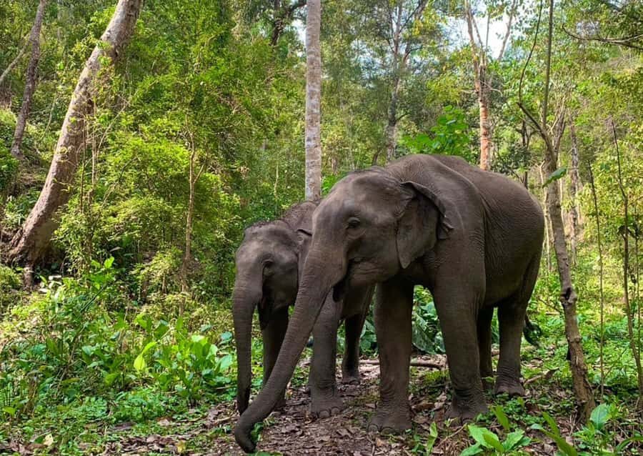 Chiang Mai: Overnight Doi Inthanon & Hands-Off Elephant Tour - Authentic Thai Cuisine & Jungle Night in the Forest