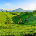 Chiang Mai: Private Chiang Rai Temples & Golden Triangle - The Practical Side: What’s Included and What to Know