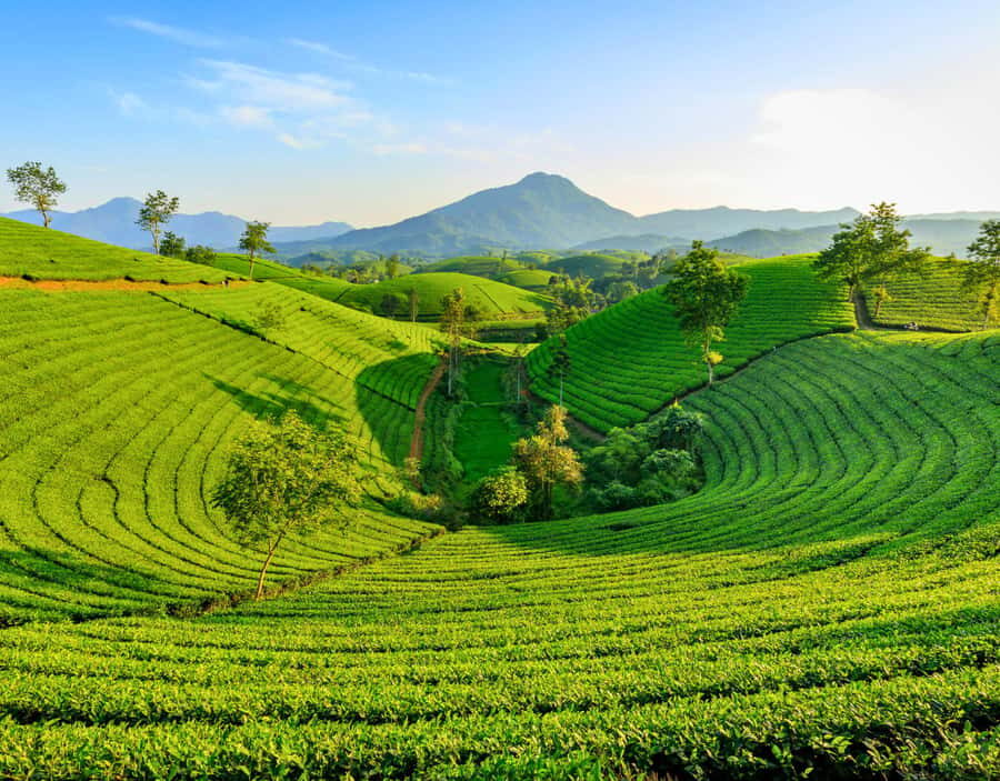 Chiang Mai: Private Chiang Rai Temples & Golden Triangle - The Practical Side: What’s Included and What to Know