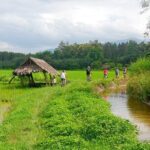 Chiang Mai Rice Fields Biking Tour - Tour Logistics and Practical Details