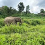 Chiang Mai: Small Group Ethical Elephant Sanctuary Tour - Detailed Day Itinerary