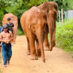 Chiang Mai : Temple , Nature and culture in one day. - Temple Visits: Wat Umong, Wat Pha Lat, and Doi Suthep