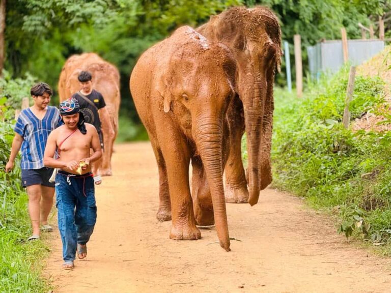 Chiang Mai : Temple , Nature and culture in one day. - Temple Visits: Wat Umong, Wat Pha Lat, and Doi Suthep