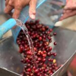Chiang Mai: Thepsadet Village Coffee Tour with Transfer - The Value of the Experience