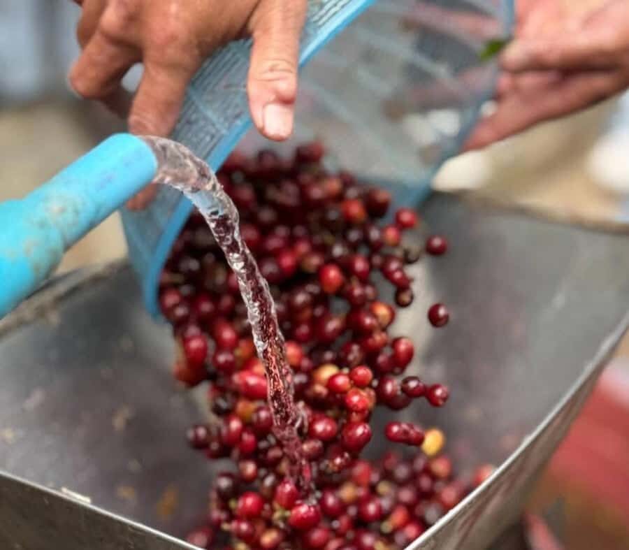 Chiang Mai: Thepsadet Village Coffee Tour with Transfer - The Value of the Experience