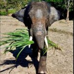 Chiang Mai: Two-day tour at the Temple of Elephants Sanctuary - Day One: From Jungle Treks to Riverside Homestay