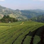 Chiang Rai: Doi Mae Salong, Mae Sai border & Golden triangle - In-Depth Review of the Experience