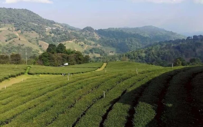 Chiang Rai: Doi Mae Salong, Mae Sai border & Golden triangle - In-Depth Review of the Experience