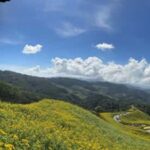 Chiangmai : Experience the magic of Mexican Sunflower field - Practical Aspects and Value