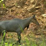 Chilla Range: Rajaji National Park Jeep Safari in Rishikesh - Practical Details: What You Need to Know