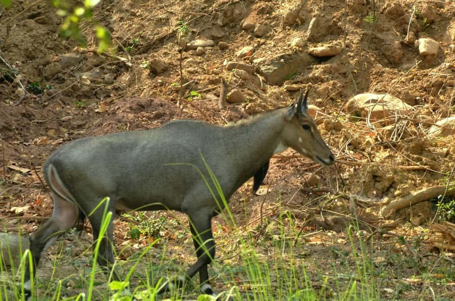 Chilla Range: Rajaji National Park Jeep Safari in Rishikesh - Practical Details: What You Need to Know