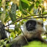 Chitwan: 3-Day Jungle Walk, Canoe Ride, and Jeep Safari back - The Practical Details