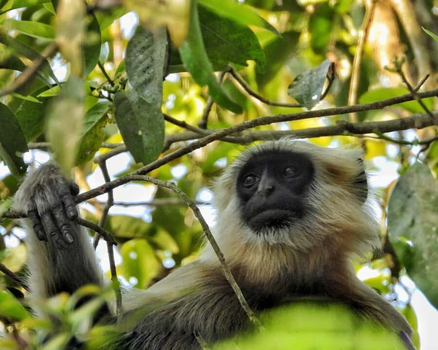 Chitwan: 3-Day Jungle Walk, Canoe Ride, and Jeep Safari back