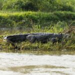 Chitwan: 3-Day Jungle walk with Canoeing and Tree house - Exploring the Itinerary in Detail