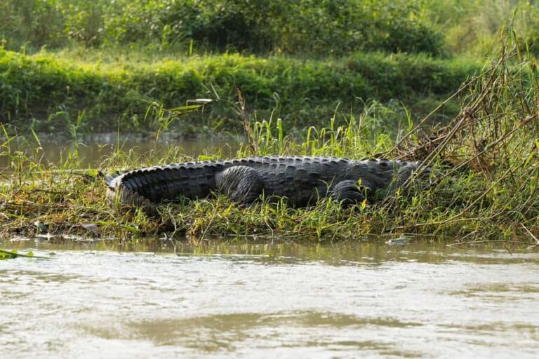 Chitwan: 3-Day Jungle walk with Canoeing and Tree house - Exploring the Itinerary in Detail
