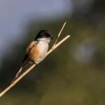 Chitwan: 3-Day Luxury Safari with Room, Meals & Transfers - Day 1: Arrival & Cultural Intro