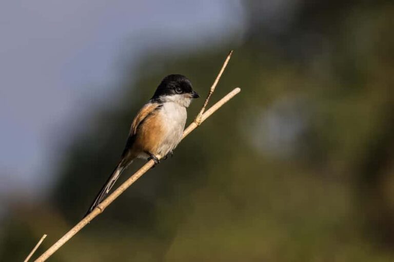 Chitwan: 3-Day Luxury Safari with Room, Meals & Transfers - Day 1: Arrival & Cultural Intro