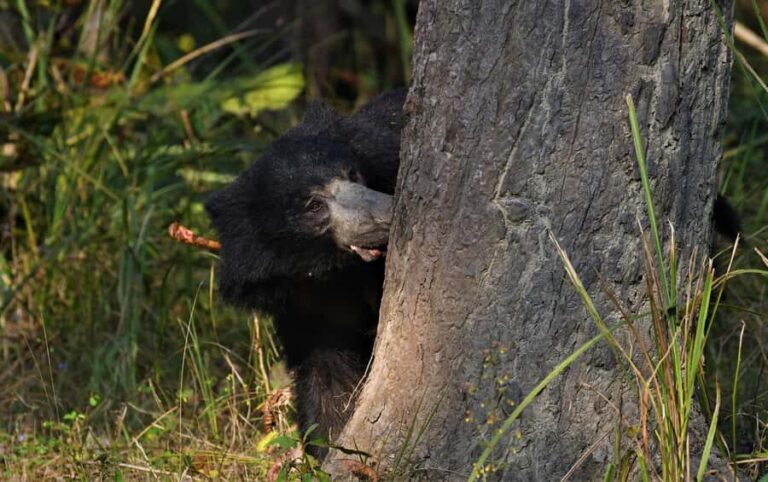 Chitwan 3 nights package from Kathmandu or Pokhara - The Itinerary Breakdown