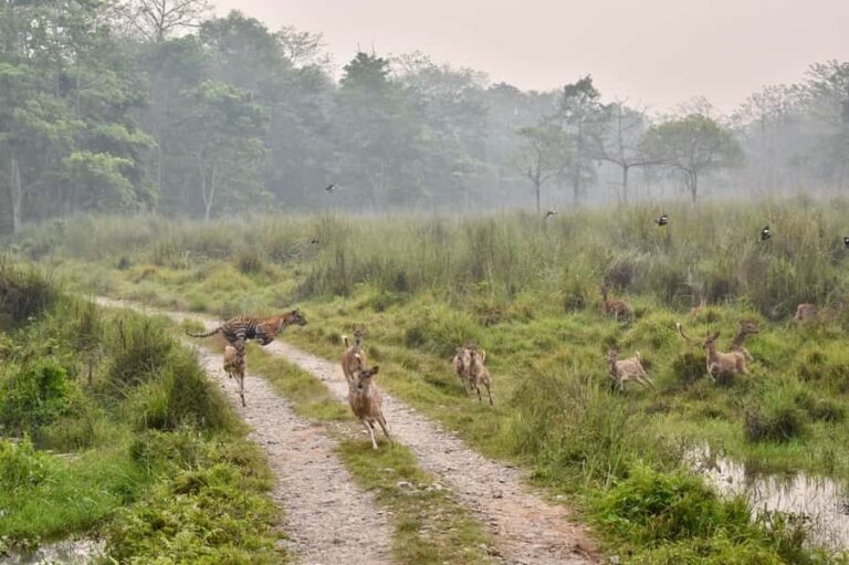 Chitwan: CANOEING & BIRDWATCHING & JEEP SAFARI - Who Would Love This Tour?