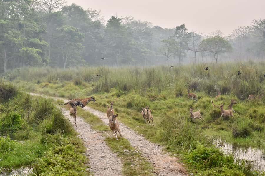 Chitwan: CANOEING & BIRDWATCHING & JEEP SAFARI - Who Would Love This Tour?
