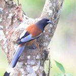 Chitwan Jungle Safari from Kathmandu Pokhara - Practical Considerations & Tips