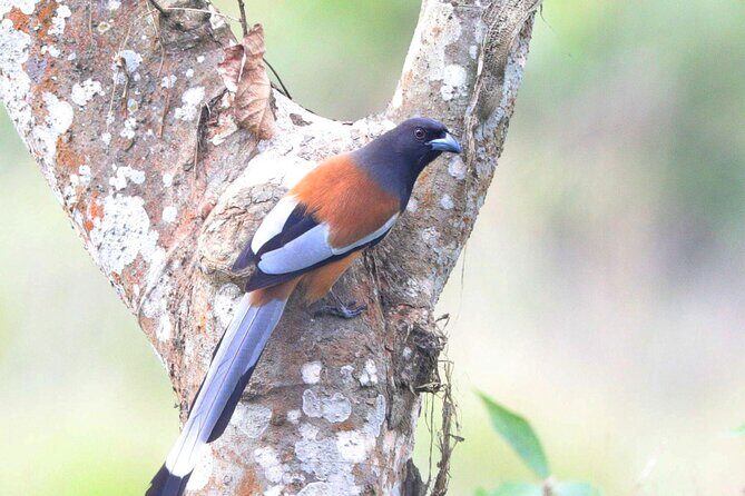 Chitwan Jungle Safari from Kathmandu Pokhara - Practical Considerations & Tips