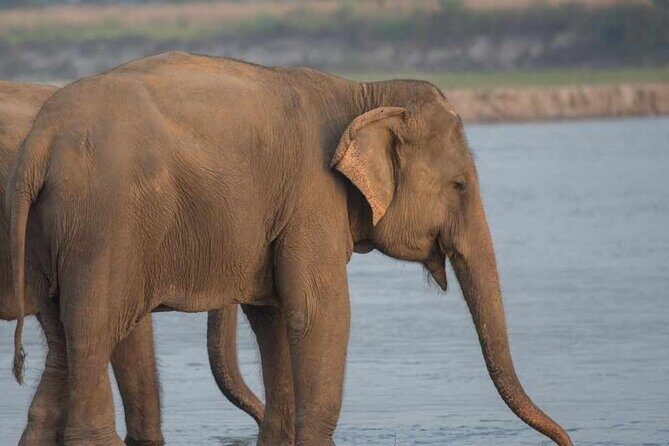 Chitwan National Park Jungle Safari Tours 3 days - Day 2: Wildlife and River Experiences