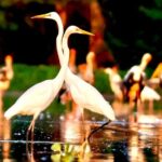 Chong Kneas Floating Village Rowing Boat Tour on Tonlé Sap Lake - Detailed Review of the Tour Experience