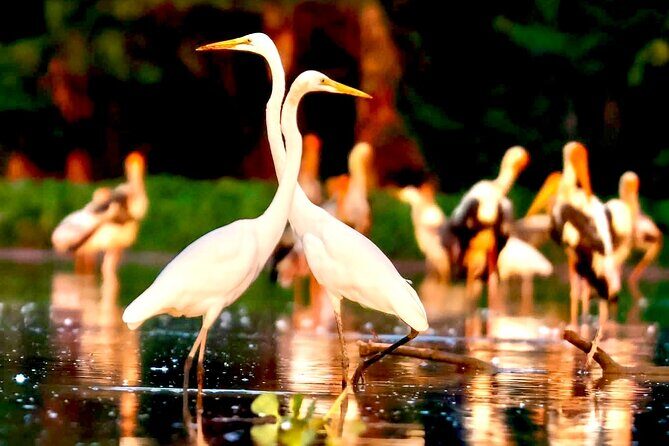 Chong Kneas Floating Village Rowing Boat Tour on Tonlé Sap Lake - Detailed Review of the Tour Experience