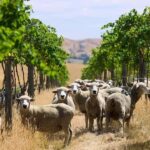 Christchurch Waipara Valley Private Wine Tour - The Return Journey: A Relaxing Drive Back
