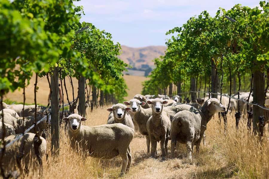 Christchurch Waipara Valley Private Wine Tour - The Return Journey: A Relaxing Drive Back