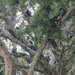 City, Batu Caves, Hot Spring, Silver Leaf Monkey & Fireflies Tour - Who This Tour Is Best For