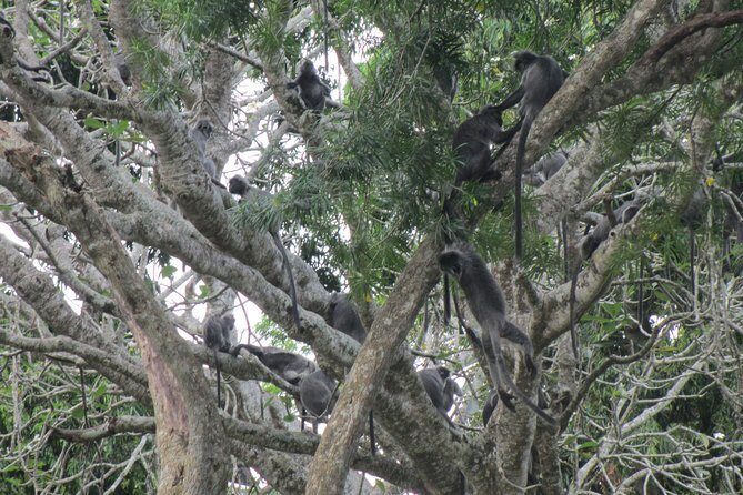 City, Batu Caves, Hot Spring, Silver Leaf Monkey & Fireflies Tour - Who This Tour Is Best For