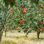 Cloud Hunting and The Glow of Dawn in Da Lat - Transportation and Group Size
