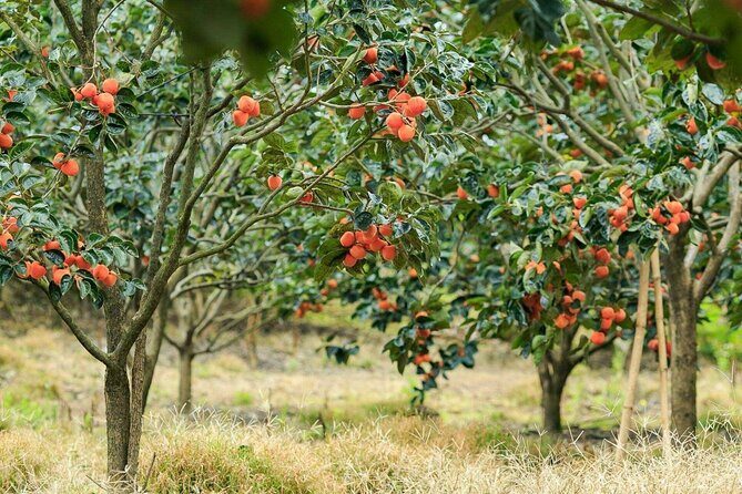 Cloud Hunting and The Glow of Dawn in Da Lat - Transportation and Group Size