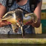 Colombo Day Trip: Galle Fort, Madu River Safari & Turtle Hatchery - Who Should Consider This Tour?