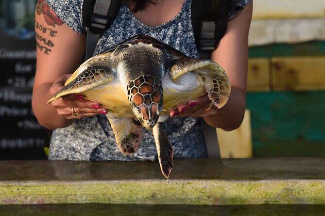 Colombo Day Trip: Galle Fort, Madu River Safari & Turtle Hatchery - Who Should Consider This Tour?